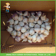 Wholesale Hot Sale Fresh Hybrid Garlic 6.0CM And Up Mesh Bag In Carton